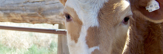 Cattle Ear Tags